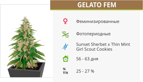 Gelato от Cali Buds Seeds