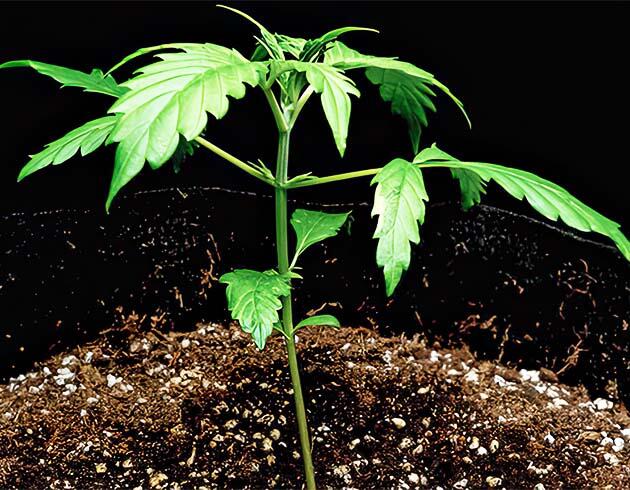 Ранняя вега марихуаны: питание и микроклимат Активная вегетация каннабиса в домашнем гроубоксе