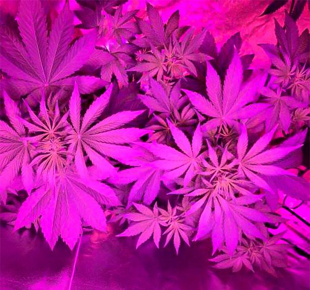 Начало цветения Purple Lemonade Auto