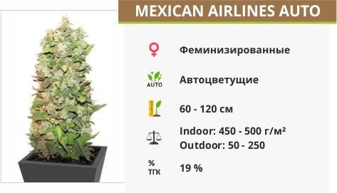 Mexican Airlines auto (FastBuds Seeds)