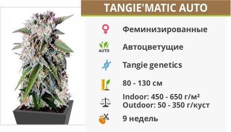 Tangie matic auto от FastBuds