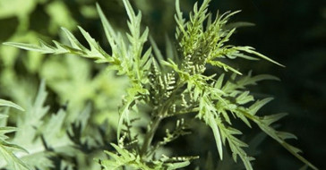 Коноплевая крапива - растение, похожее на коноплю