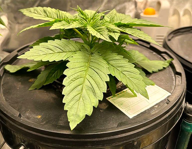 Активный рост марихуаны 3 неделя роста Roze Runtz