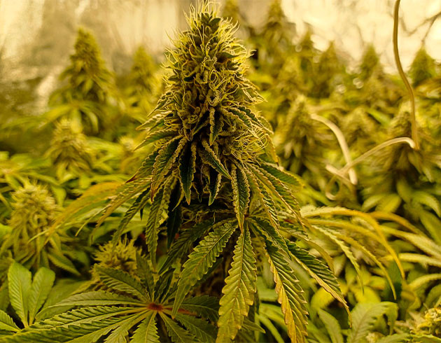 Уменьшил полив конопли