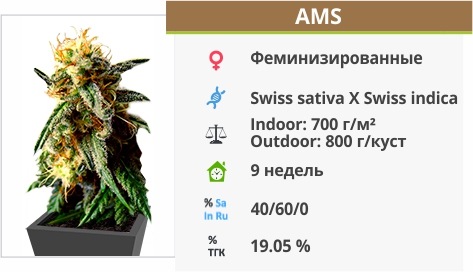 AMS