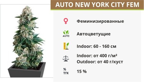 Сорт марихуаны Auto New York City Auto New York City