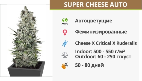 описание сорта Super Cheese Auto