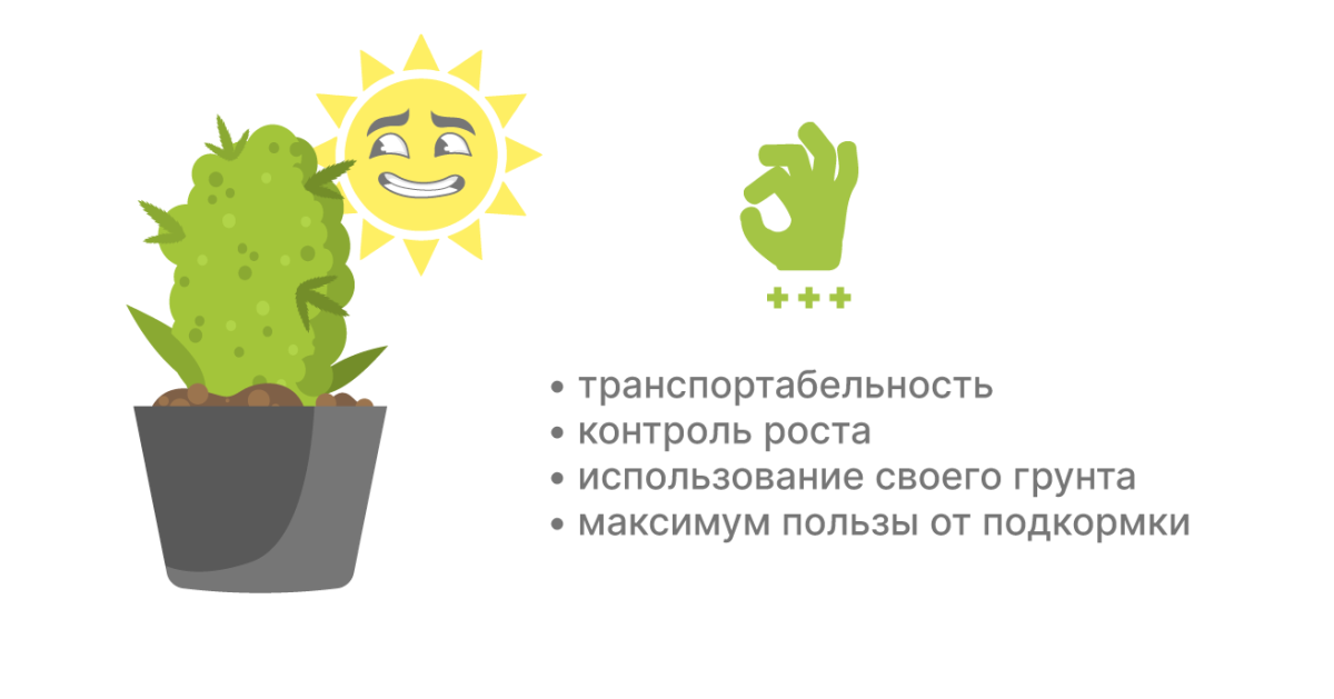 Плюсы выращивания в горшке