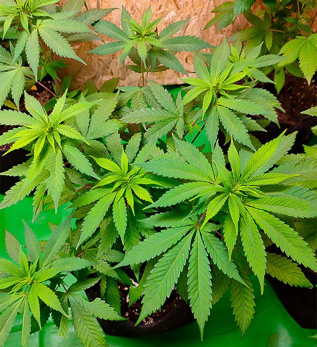 Поливаю коноплю каждый день Марихуана прибавила в росте 10 см