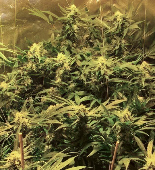 Плотные шишки конопли