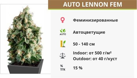 Auto Lennon fem (Pyramid Seeds)
