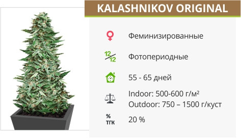 Сорт марихуаны Kalashnikov Original Kalashnikov Original от Kalashnikov Seeds
