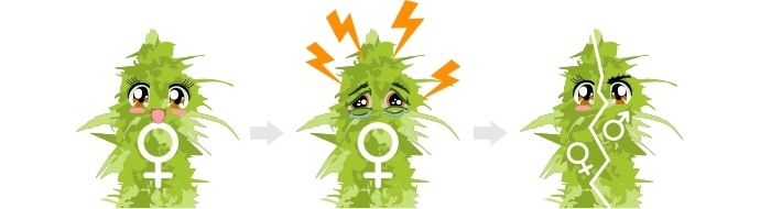 Недостатки фемок