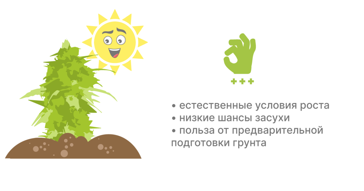 Плюсы выращивания в грунте
