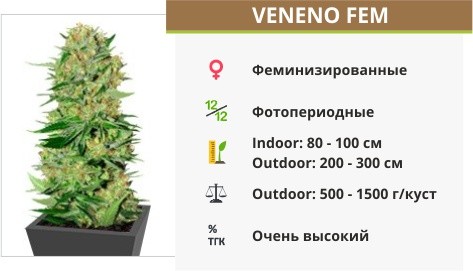 Сорт марихуаны Veneno Veneno fem от Eva Seeds