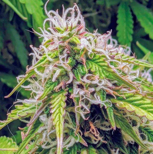 Конопля на 12 неделе роста