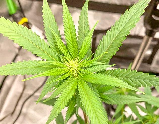 Конопля на 10 неделе роста