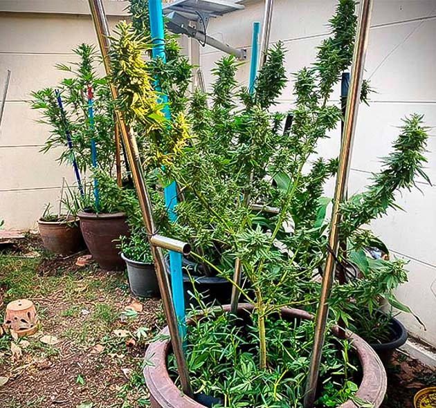 Три куста перед харвестом