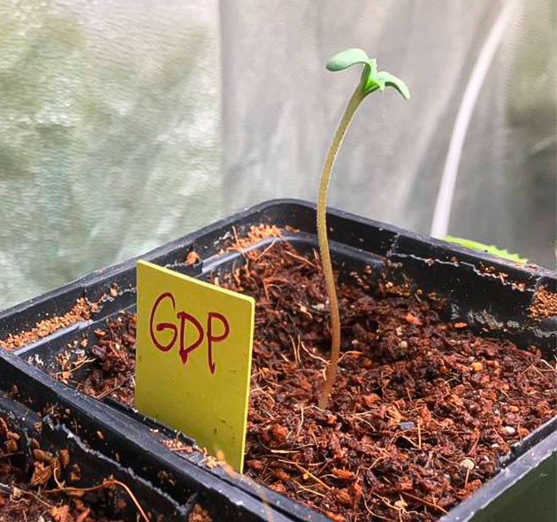 Росток Grandaddy Purple ростом 3 см