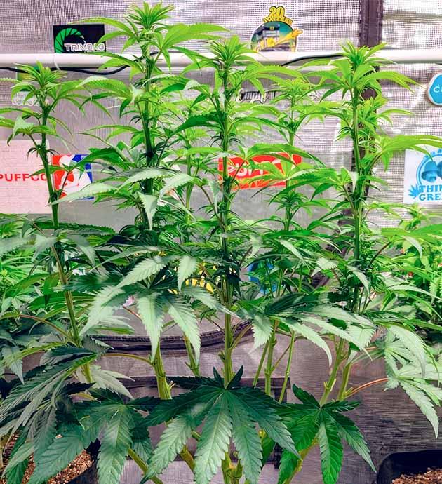 Цветение конопли на 7 неделе