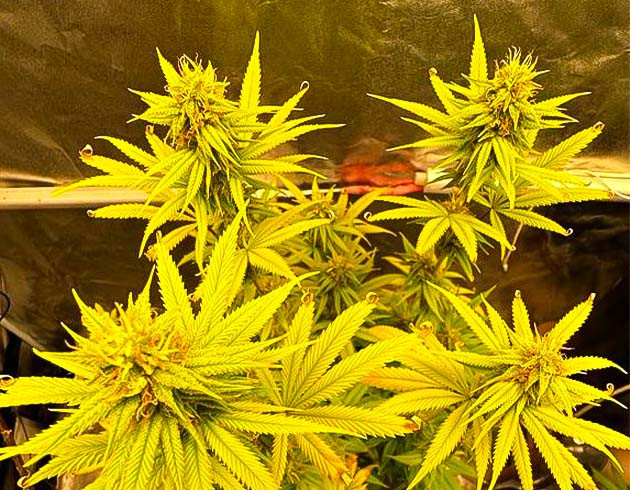 Подготовка к харвесту 14 неделя выращивания Roze Runtz