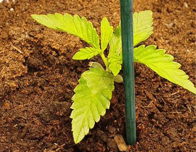 1 и 2 неделя выращивания