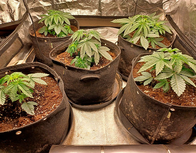 Куст Runtz Punch на 3 неделе