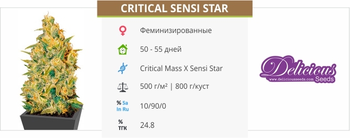 описание сорта Critical Sensi Star
