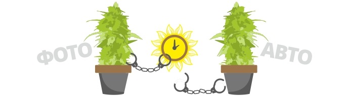 Фотопериодные и автоцветущие сорта конопли