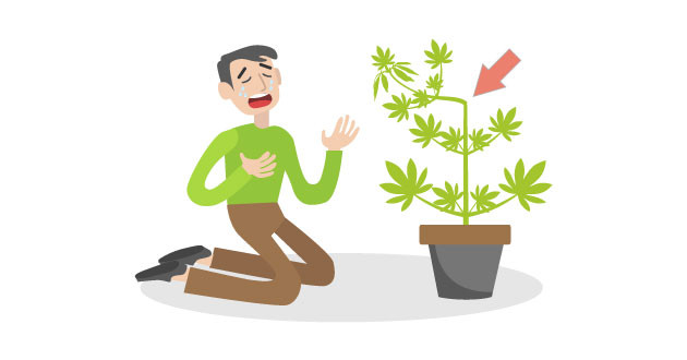 Как выпрямить согнутые ветки конопли