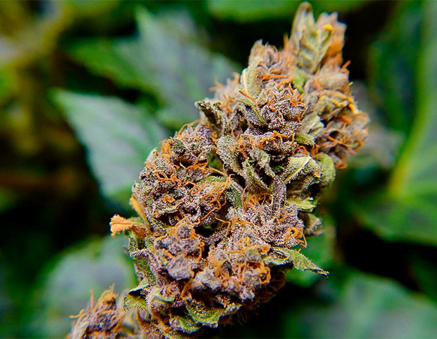 Итоги культивации автоцвета Purple Juice Auto