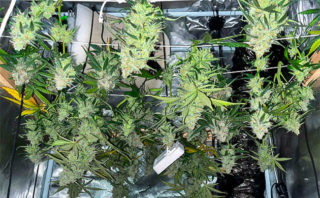 Впечатления о сорте Titan F1 Auto Сушка конопли