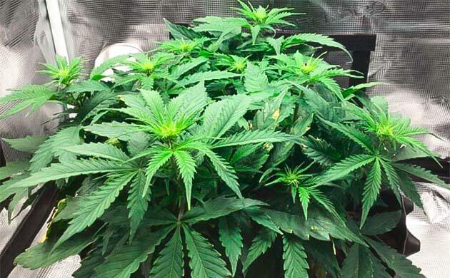 Куст марихуаны в начале фазы цветения