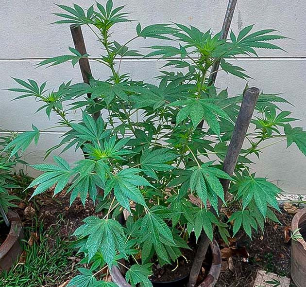 Полиплоидная Golosa