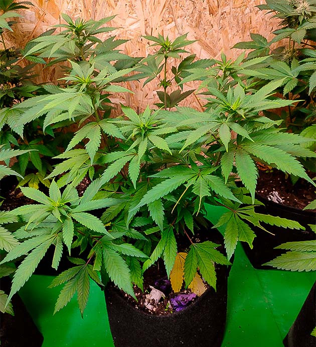 Дефицит азота: появление желтеющих листьев у конопли Появление первых бутонов у Grandmommy Purple