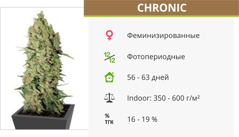 Сорт марихуаны Chronic Chronic от Serious Seeds