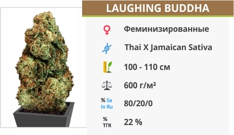 описание сорта Laughing Buddha