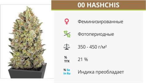 00 Handchis (00 Seeds) fem от 00 Seeds