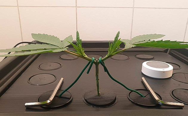 Растяжка марихуаны Мейн лининг конопли