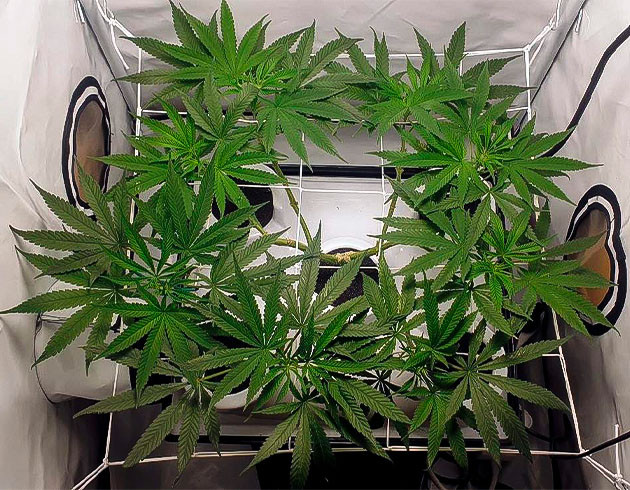 Green Gelato на 9 неделе выращивания Цветение конопли