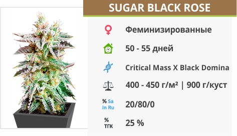 описание сорта Sugar Black Rose