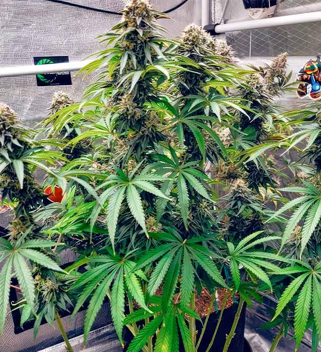 Куст на 12 неделе выращивания