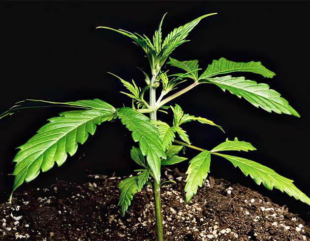 Активная вега марихуаны и формирование куста Конопля в индоре с активным наращиванием зелёной массы