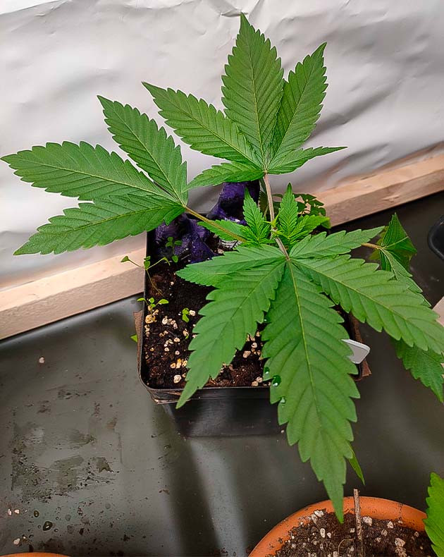 Готовлюсь к пересадке марихуаны в новые горшки Конопля достигла 15 см роста