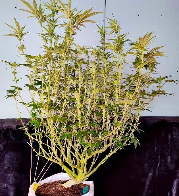 Dozy Doz в начале цветения