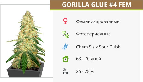 Gorilla Glue #4 от Cali Buds Seeds