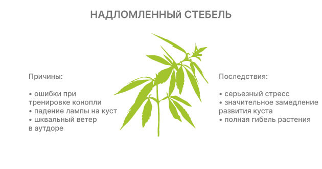 Почему ломаются ветки кустов конопли