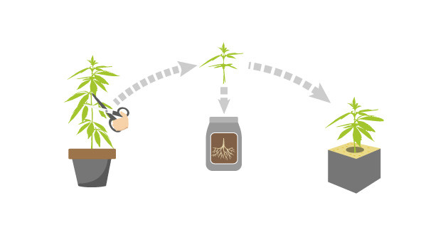 Ускорение корнеобразования при клонировании Преимущества и риски использования воды для корнеобразования