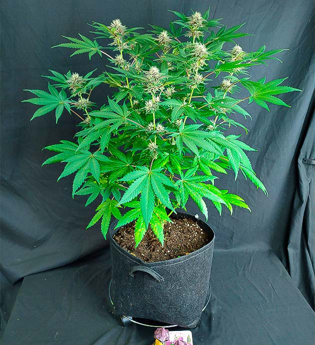 Липкий хлой трихом покрыл коноплю на 12 неделе роста Куст Grandmommy Purple на 12 неделе выращивания