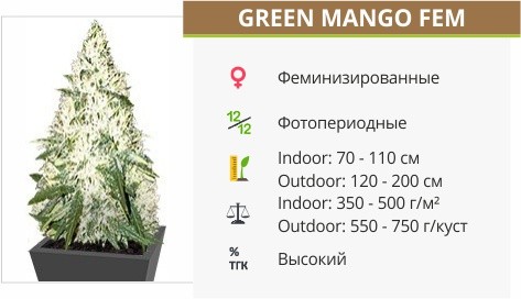 Green Mango fem от Sumo Seeds